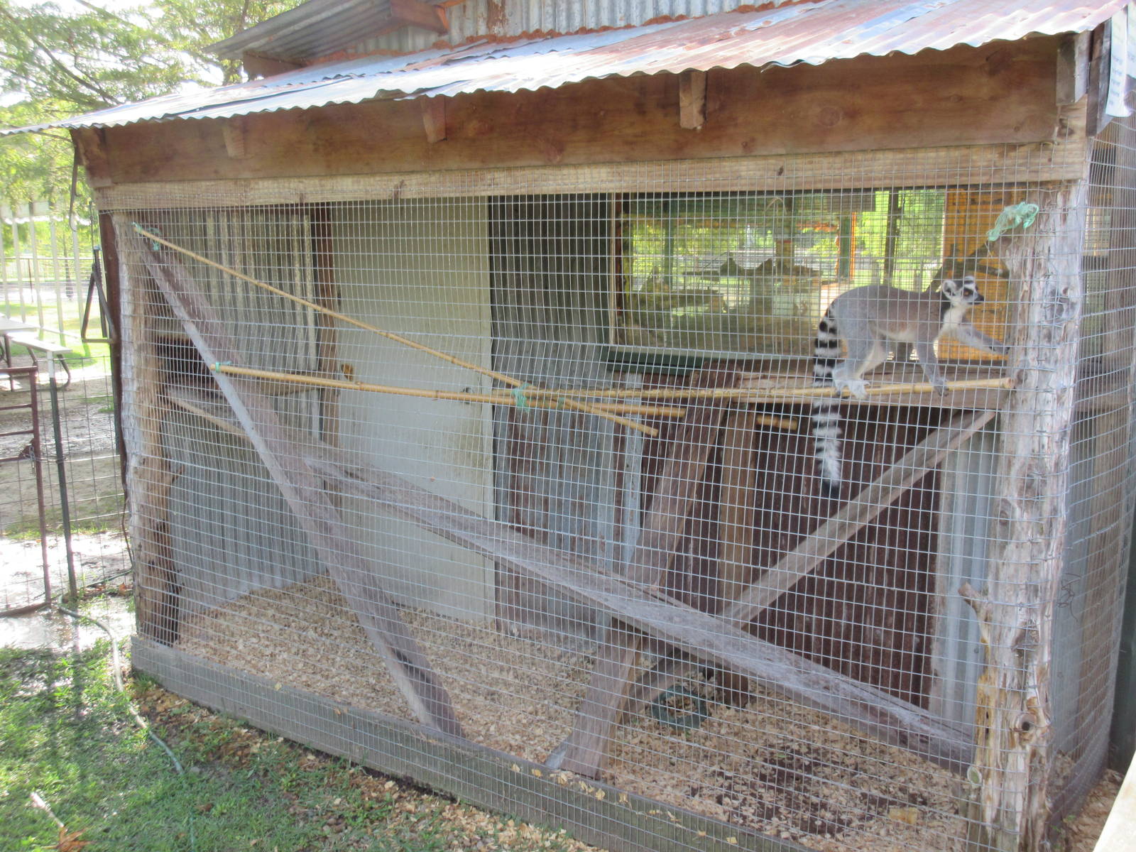 Ring-Tailed Lemur Exhibit (a single male)