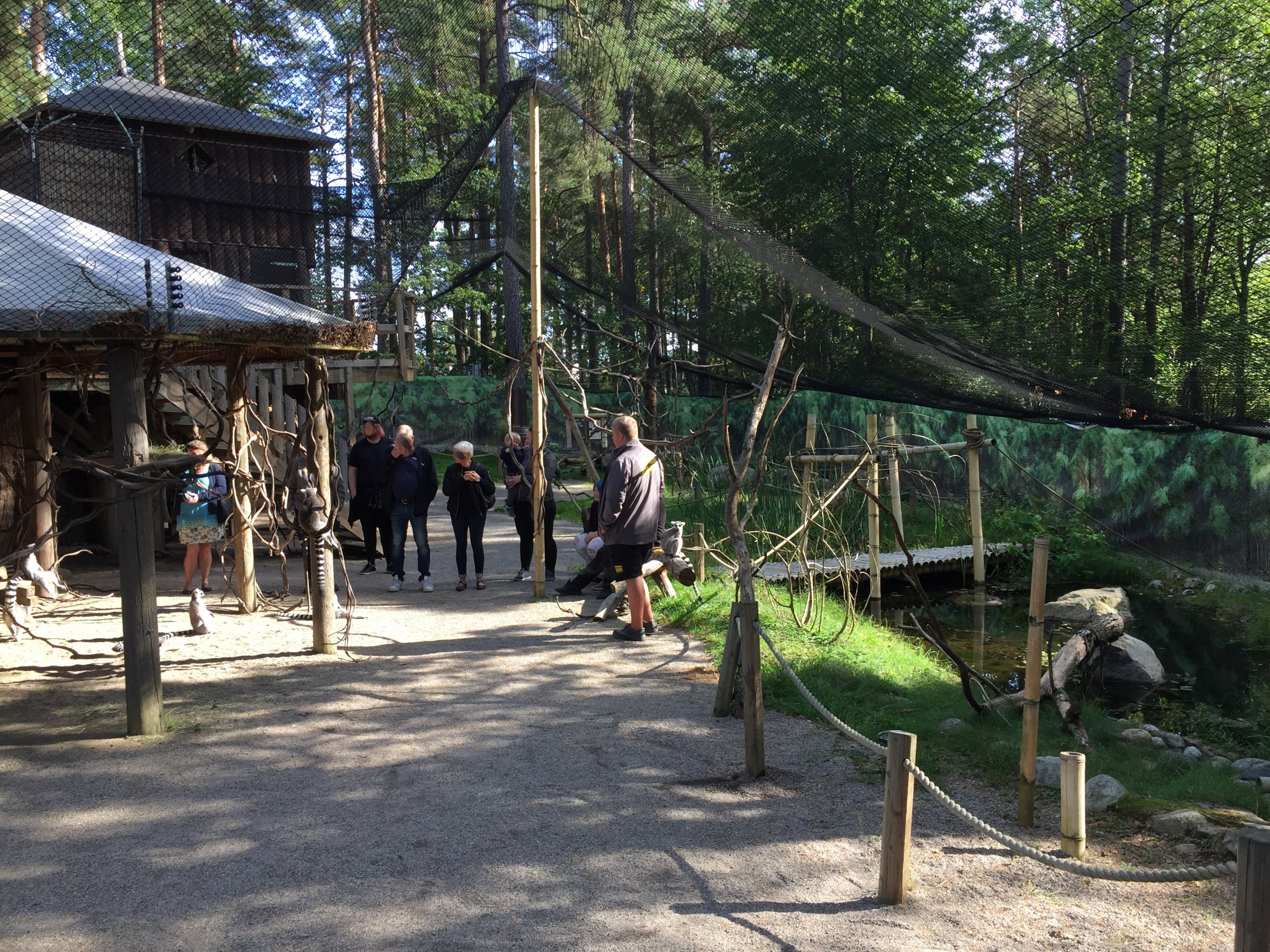 Ring-tailed lemur exhibit | "A World Of Lemurs".