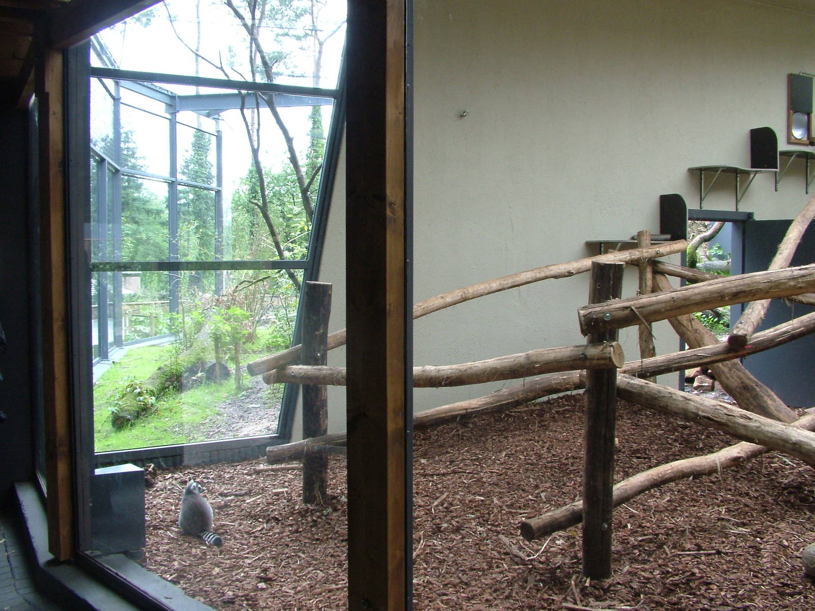 Ring-tailed Lemur Exhibit at Burgers Zoo Arnhem, 29/08/10