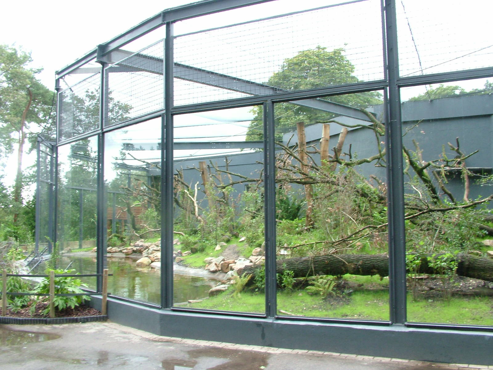 Ring-tailed Lemur Exhibit at Burgers Zoo Arnhem, 29/08/10