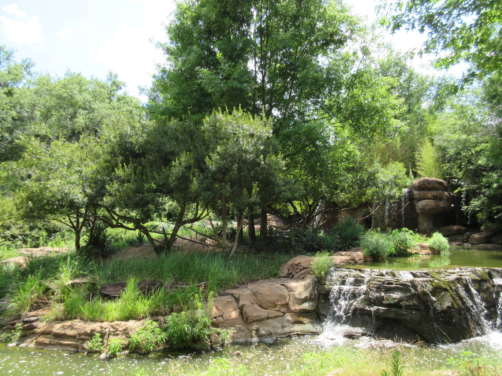 Ring-Tailed Lemur Exhibit - beautiful!