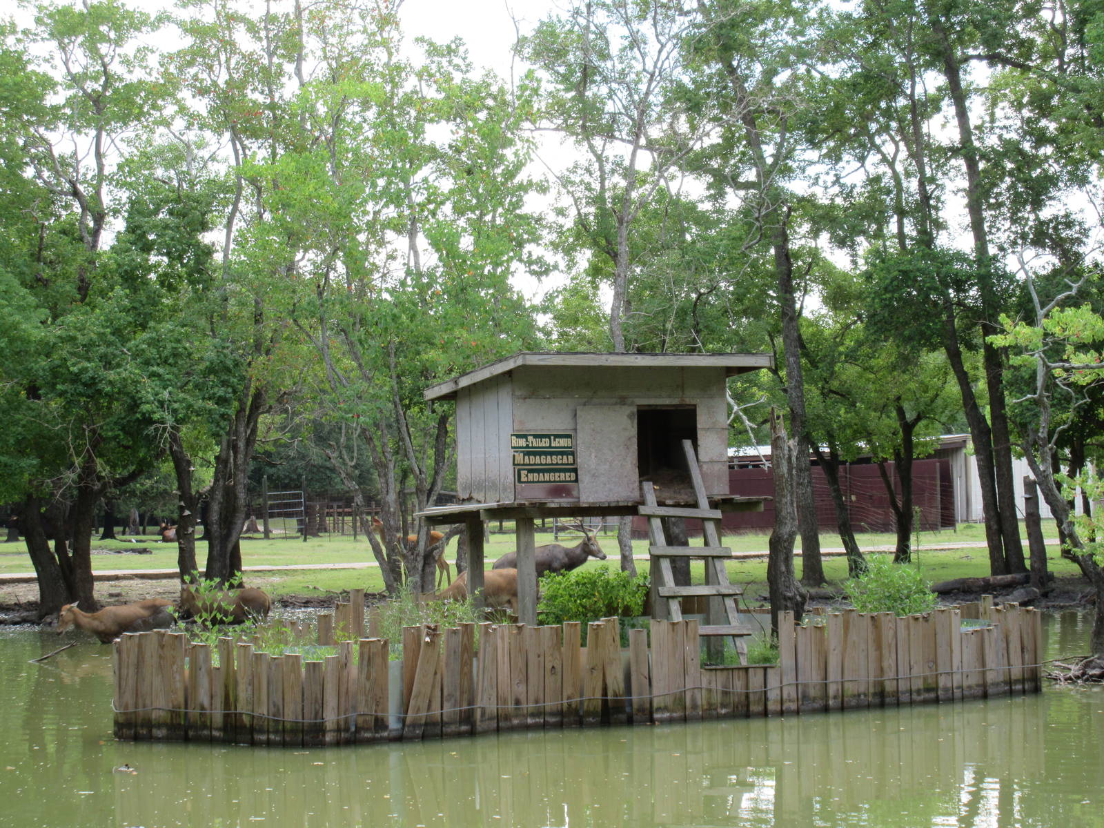 Ring-Tailed Lemur Exhibit - dreadful!