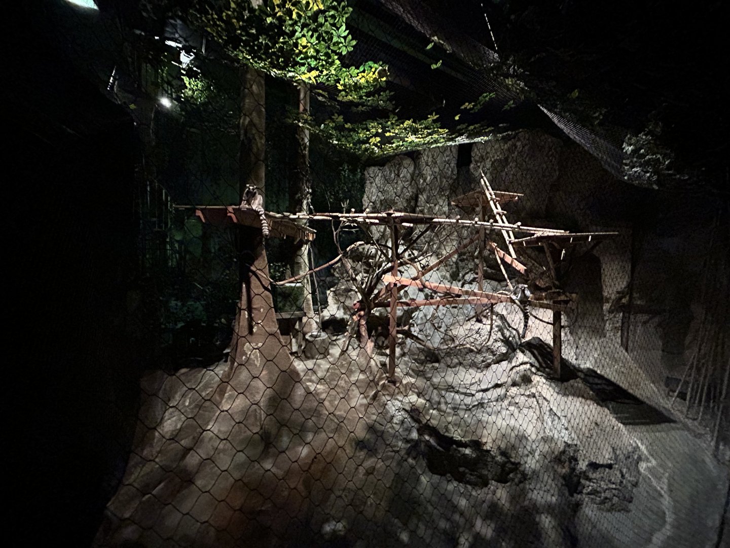 Ring-tailed Lemur Exhibit (Former Fishing Cat) - Clouded Leopard Rainforest