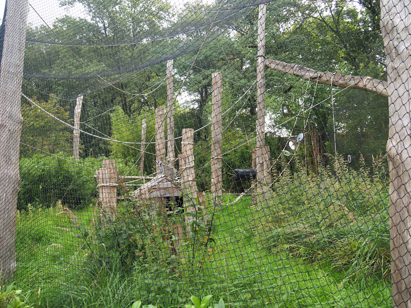 Ring-tailed lemur exhibit in the entrance area, 2023-08-17