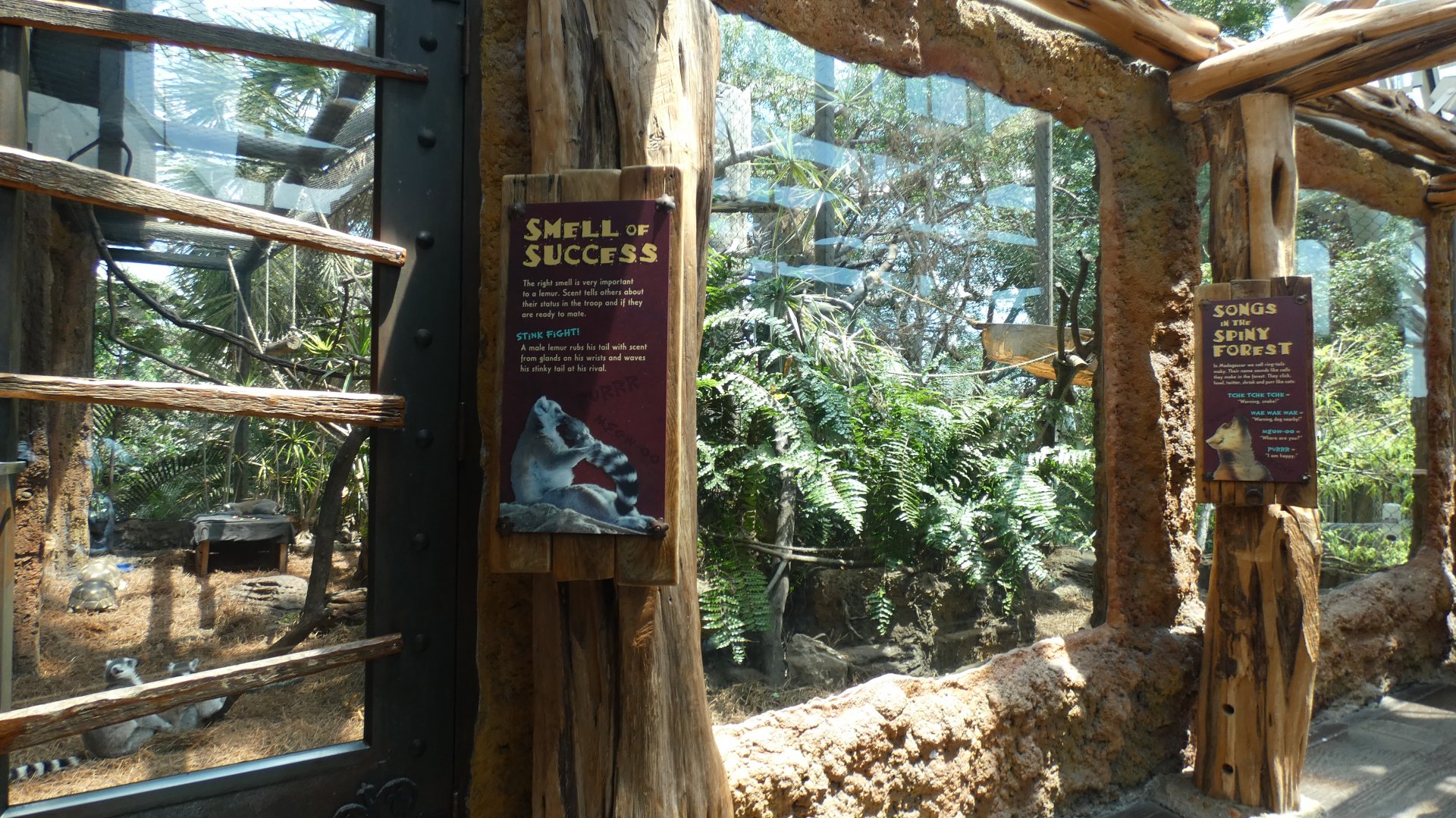 Ring Tailed Lemur Exhibit, Journey To Madagascar - Aug. 2021