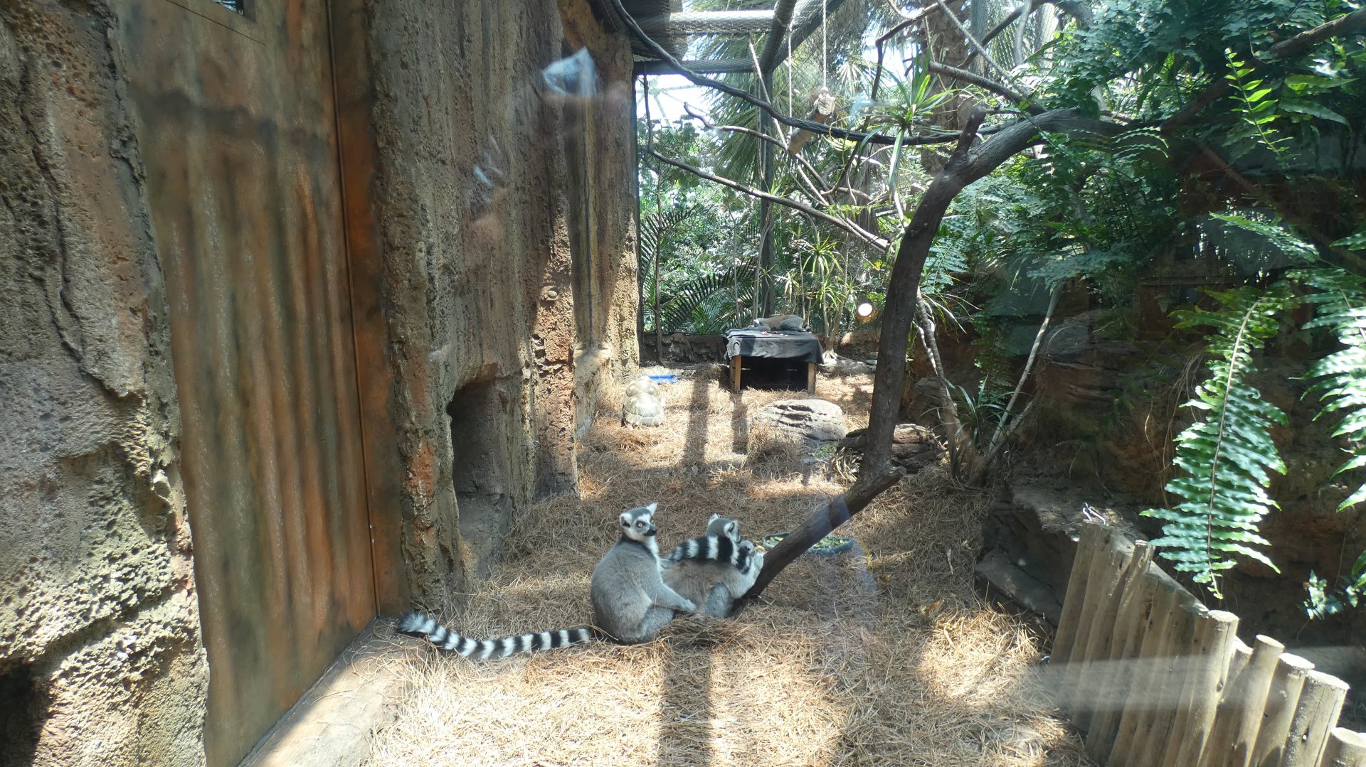 Ring Tailed Lemur Exhibit, Journey To Madagascar - Aug. 2021