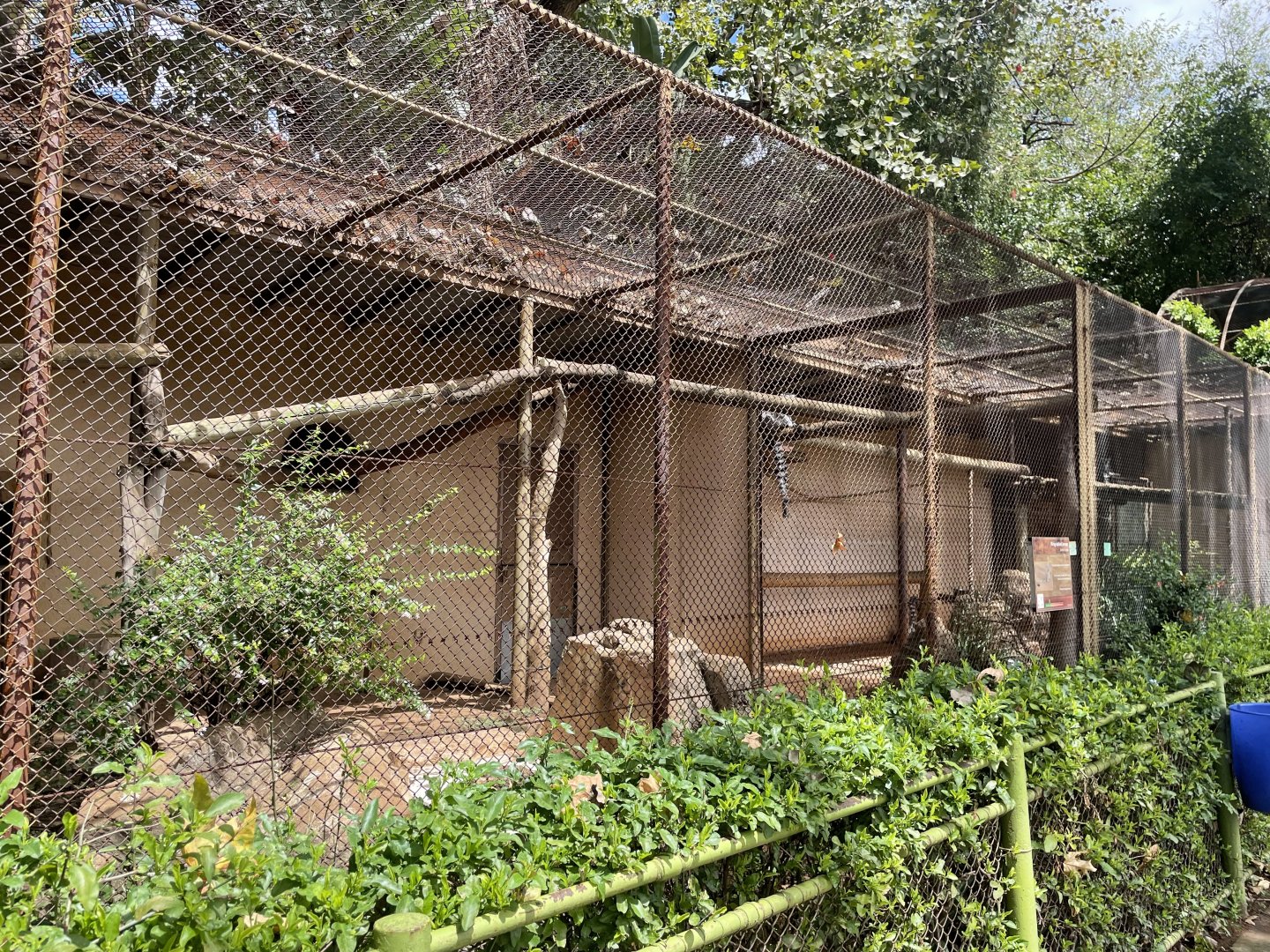 Ring-tailed Lemur Exhibit (Lemur Catta) Formerly Red Panda (Ailurus fulgens)