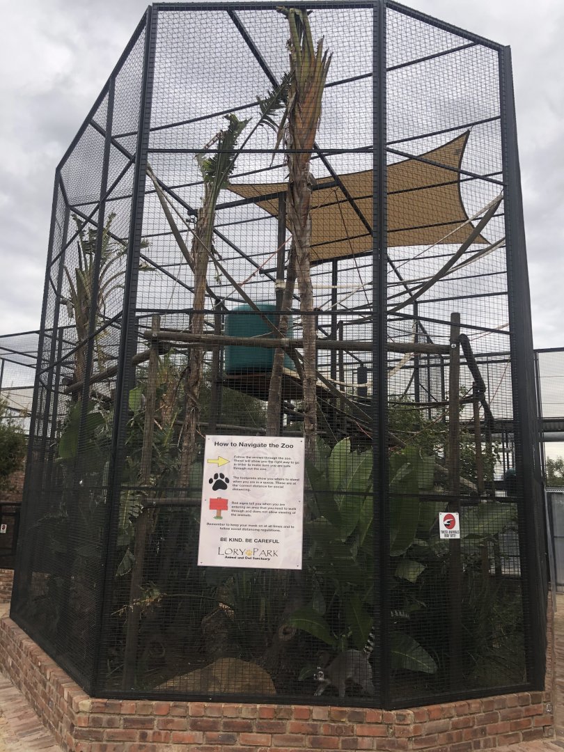 Ring-tailed lemur Exhibit (lemur catta)