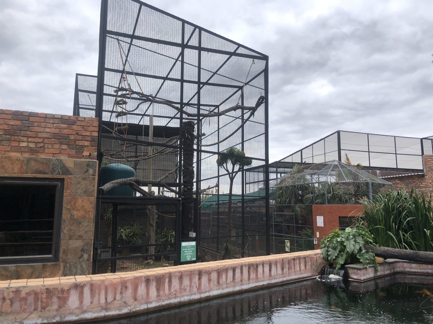 Ring-tailed lemur Exhibit (Lemur catta)