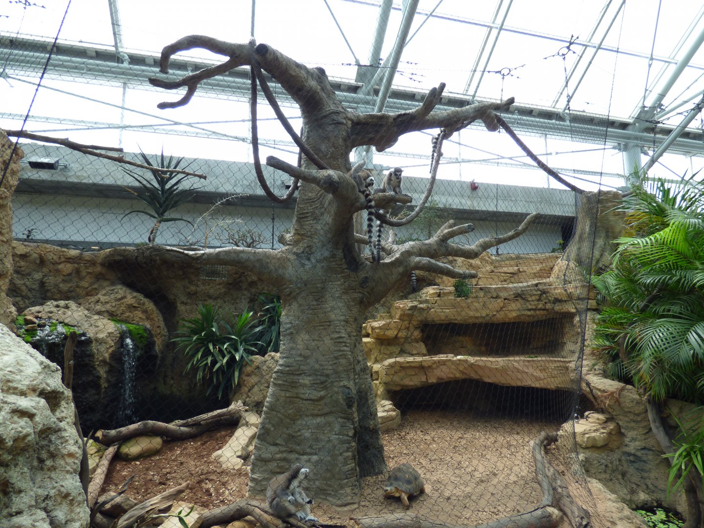 Ring Tailed Lemur Exhibit - May 2018