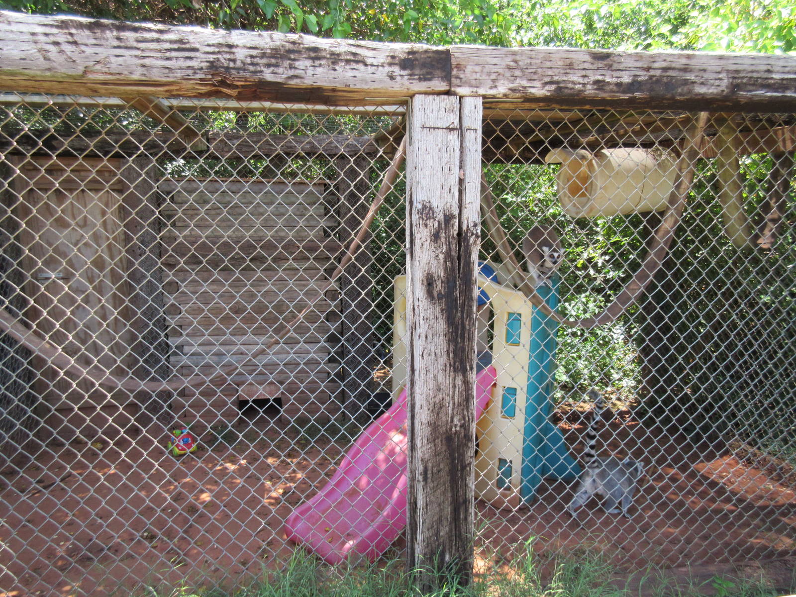 Ring-Tailed Lemur Exhibit (one of many)