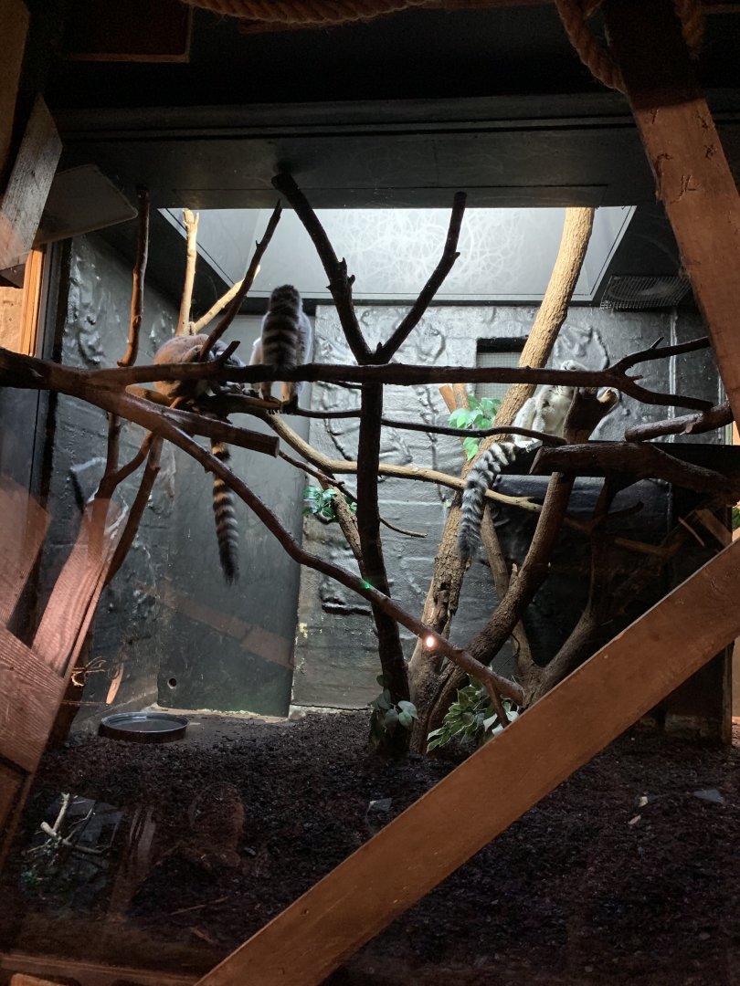 Ring Tailed Lemur Exhibit (One of Many)