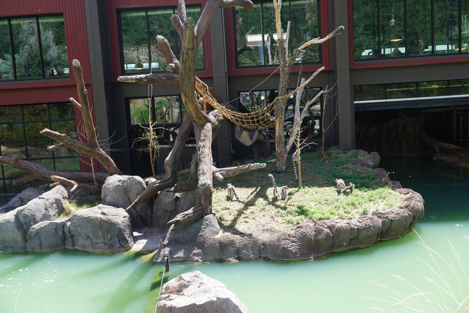 Ring Tailed Lemur Exhibit Outdoors