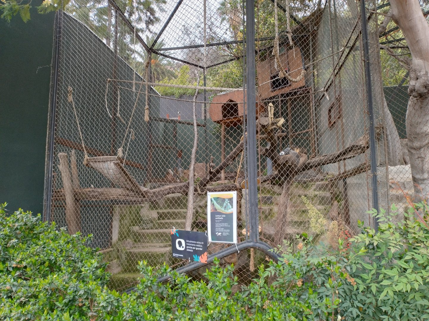 Ring-tailed lemur exhibit - Santiago zoo (Zoologico nacional)