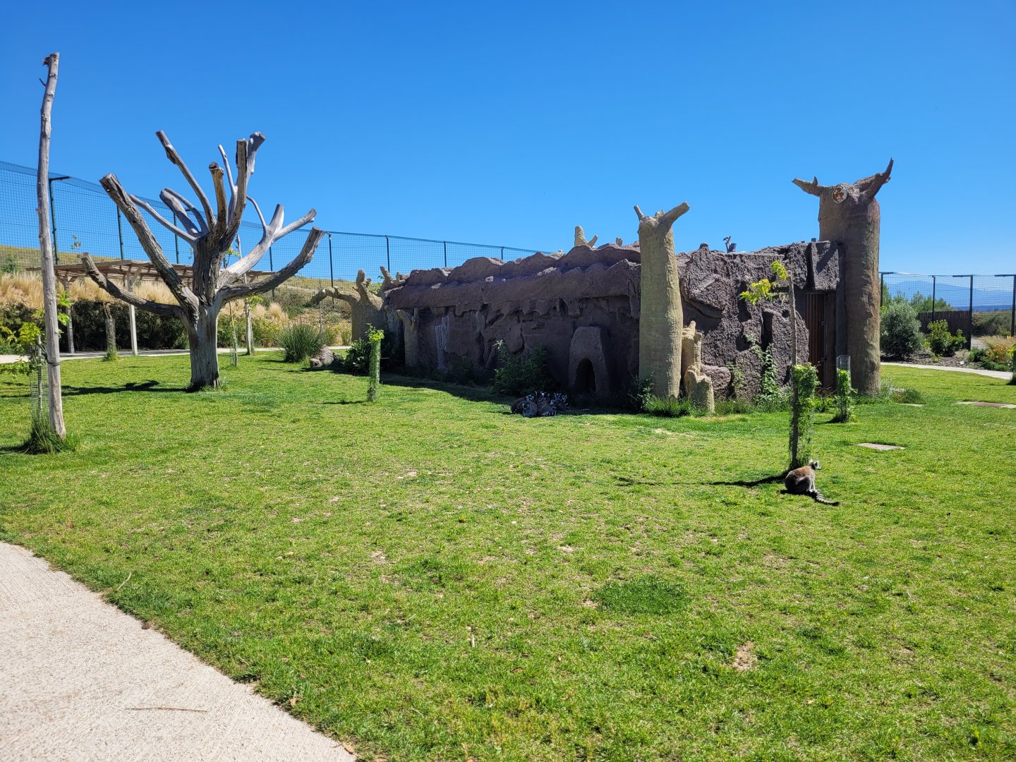 Ring-tailed lemur exhibit -Sendaviva (2024)