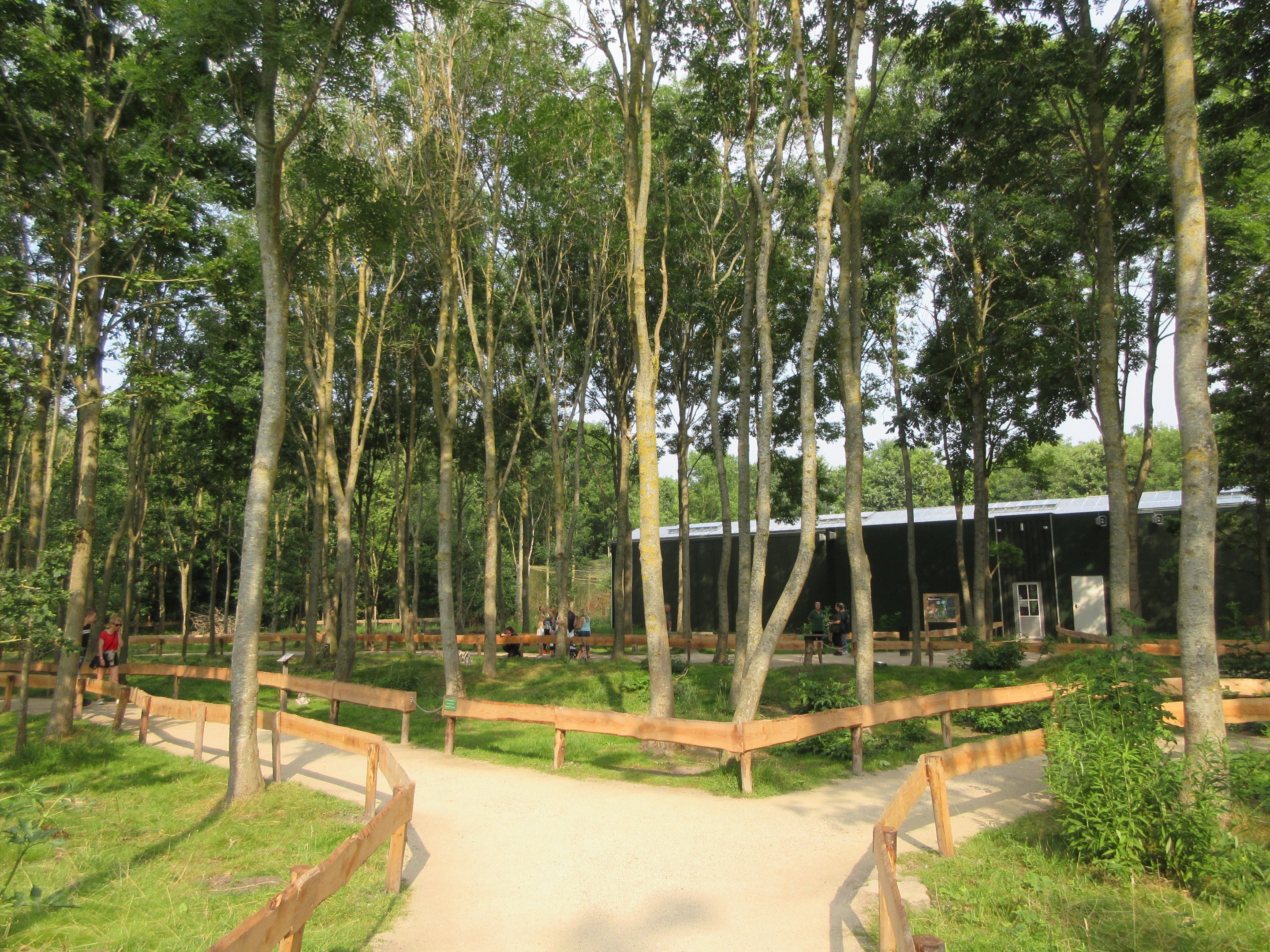 Ring-tailed Lemur Exhibit (walk-through)