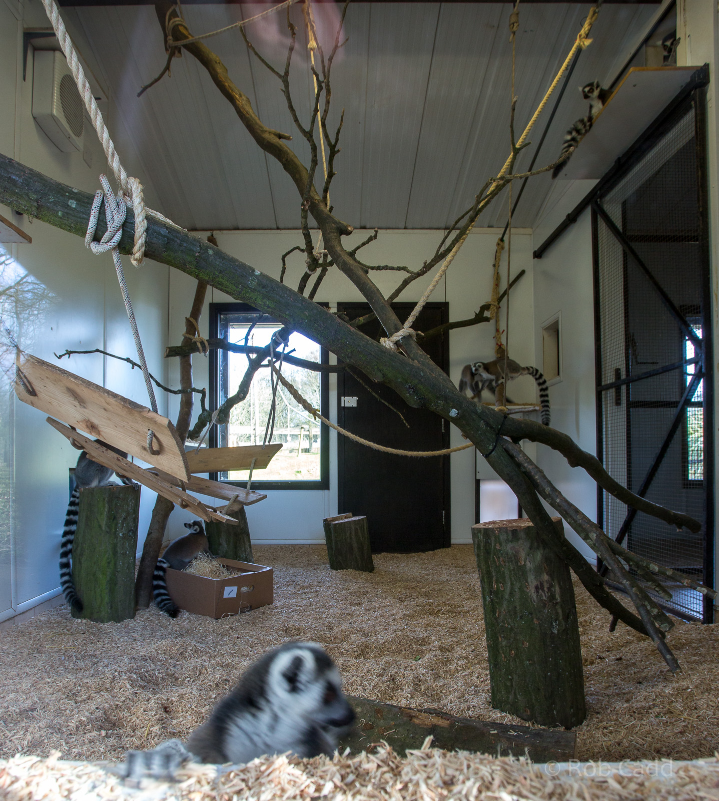 Ring-tailed lemur (exhibit) : Whipsnade : 25 Jan 2015