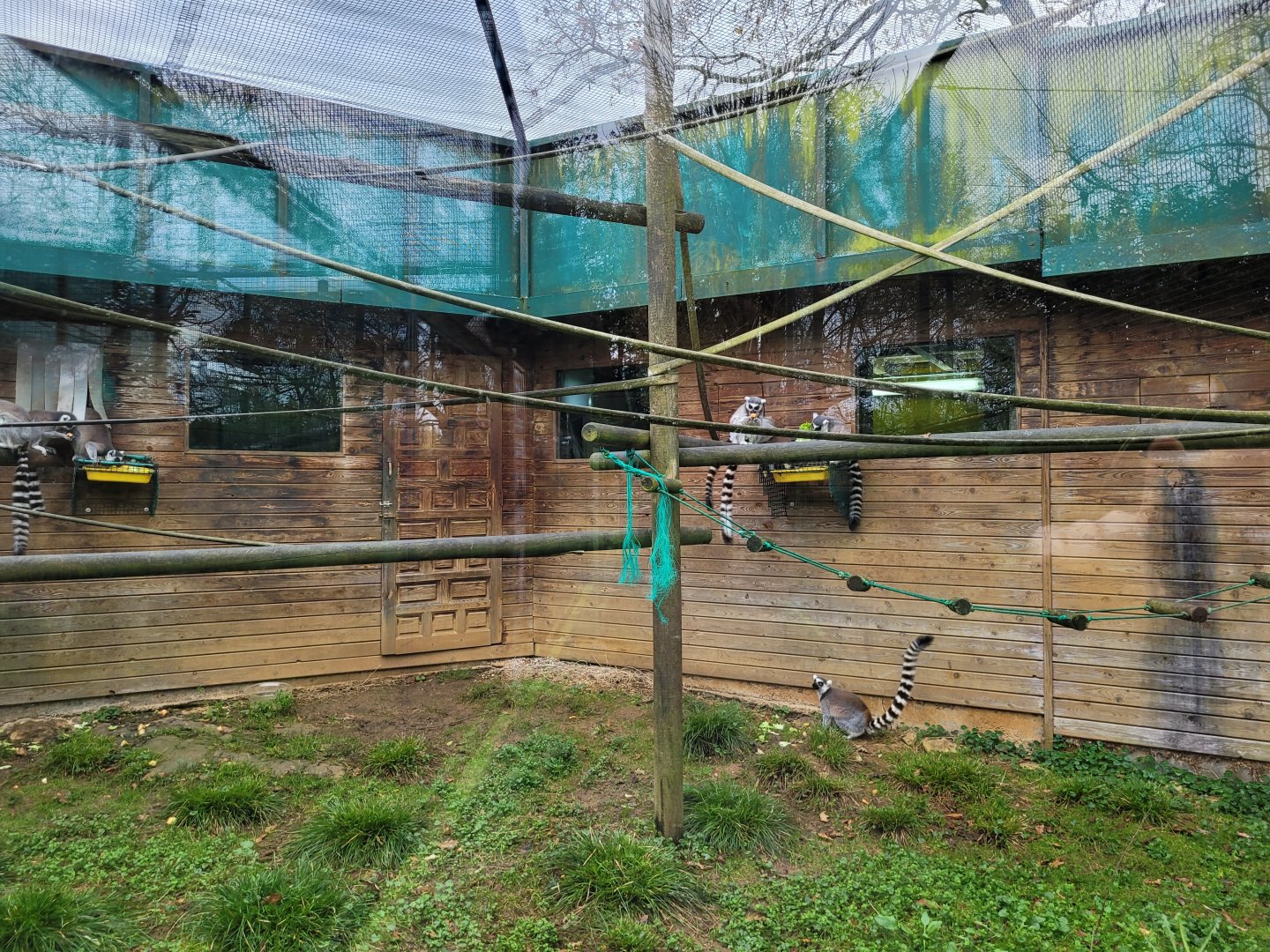 Ring-tailed lemur exhibit -Zoo de Santillana del Mar (2023)