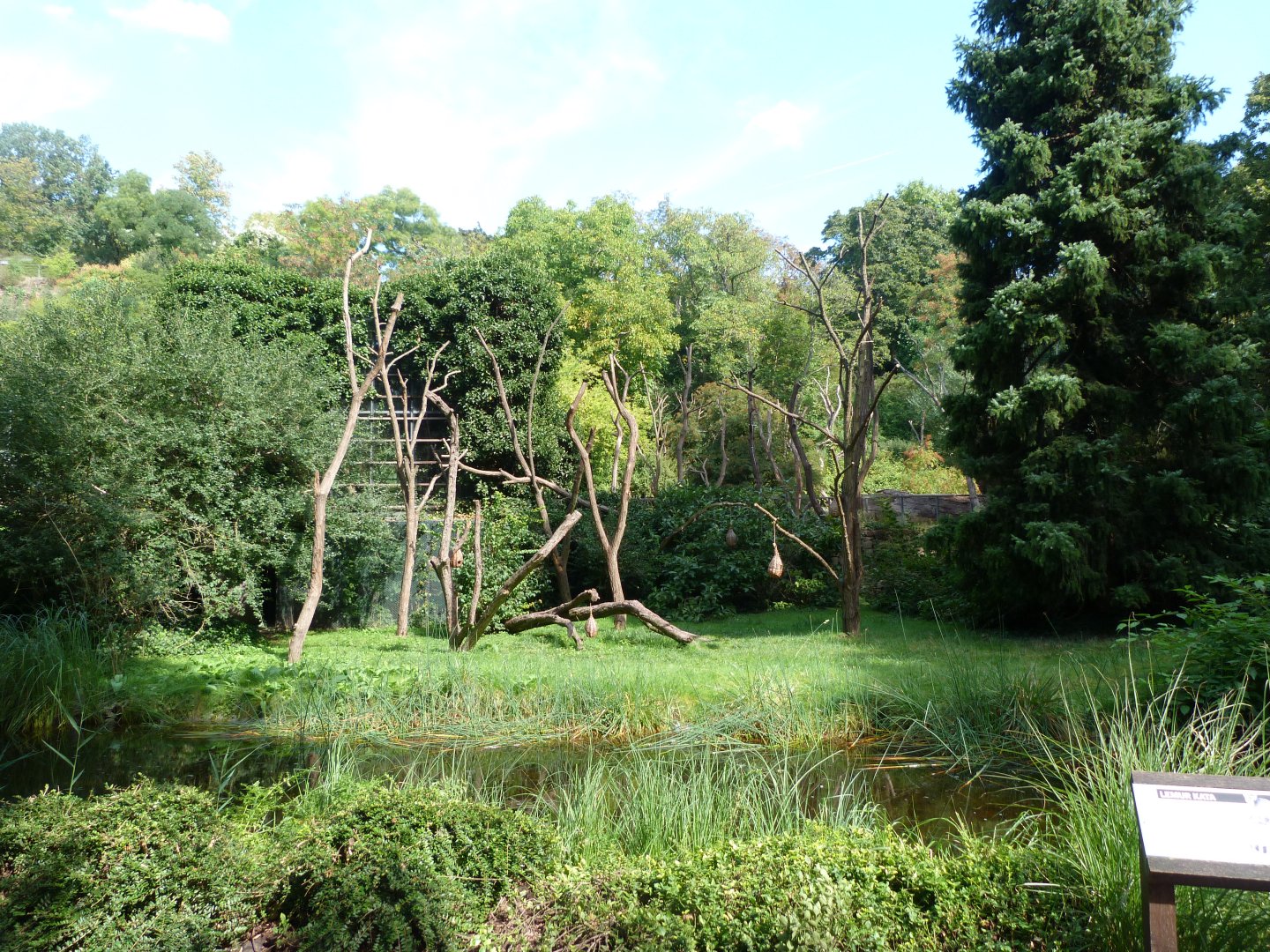 Ring-tailed lemur exhibit -Zoo Praha (2025)