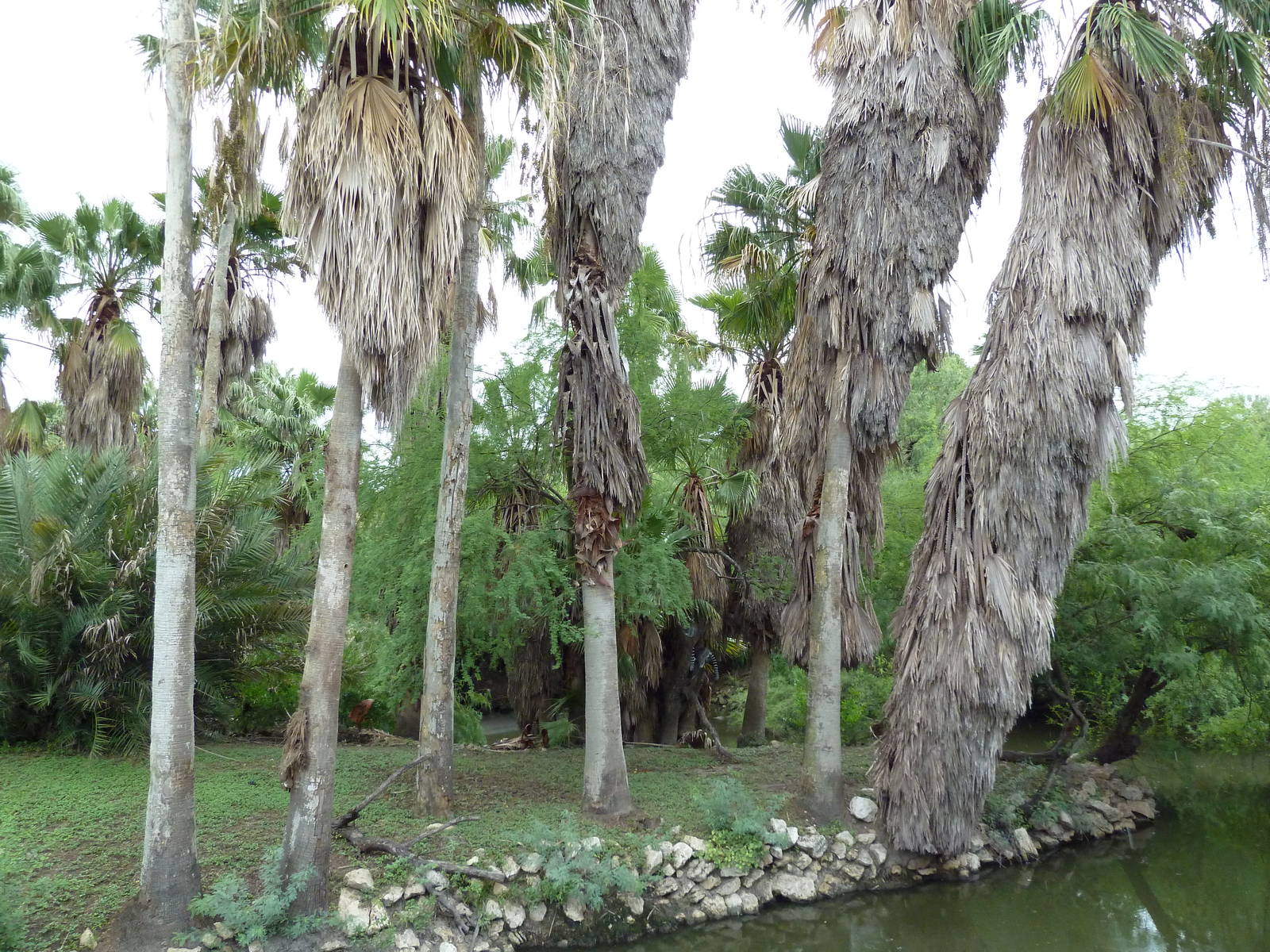 Ring-Tailed Lemur Exhibit