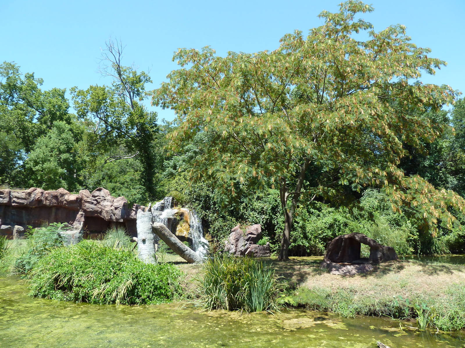 Ring-Tailed Lemur Exhibit