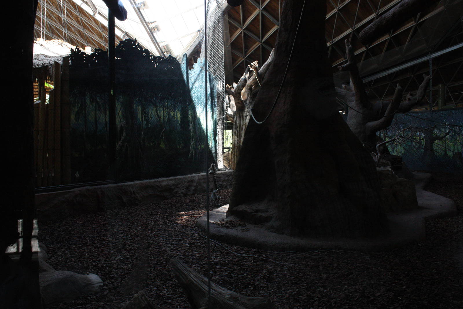 Ring-tailed Lemur Exhibit