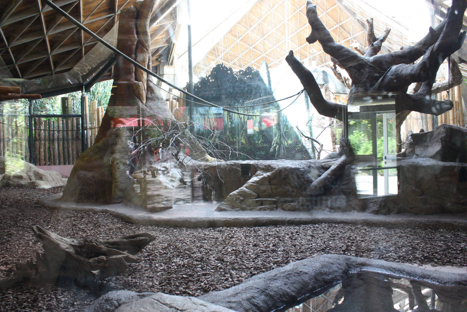 Ring-tailed Lemur Exhibit