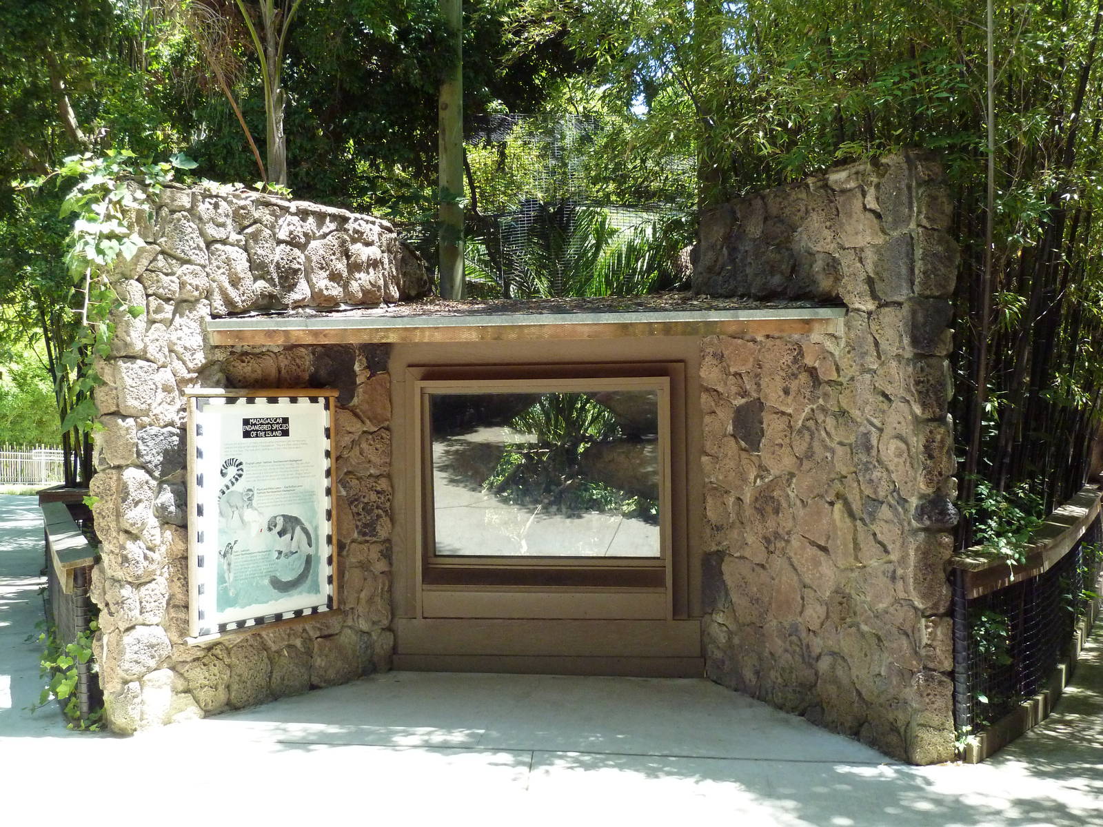 Ring-Tailed Lemur Exhibit