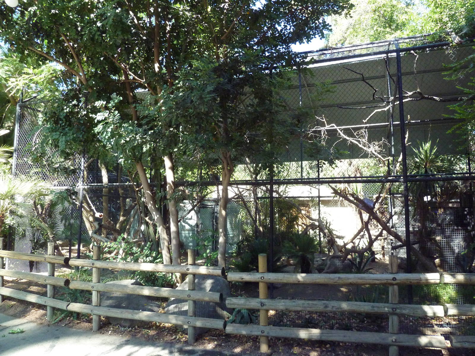 Ring-Tailed Lemur Exhibit