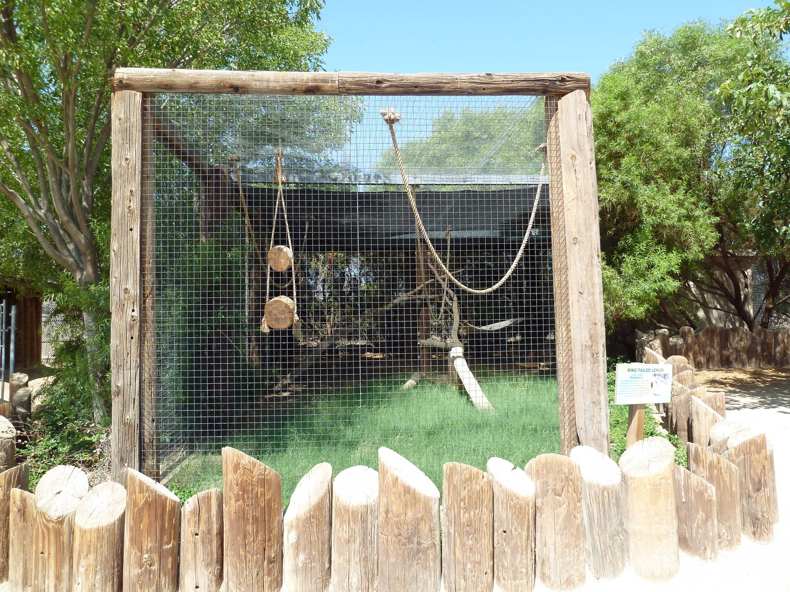 Ring-Tailed Lemur Exhibit