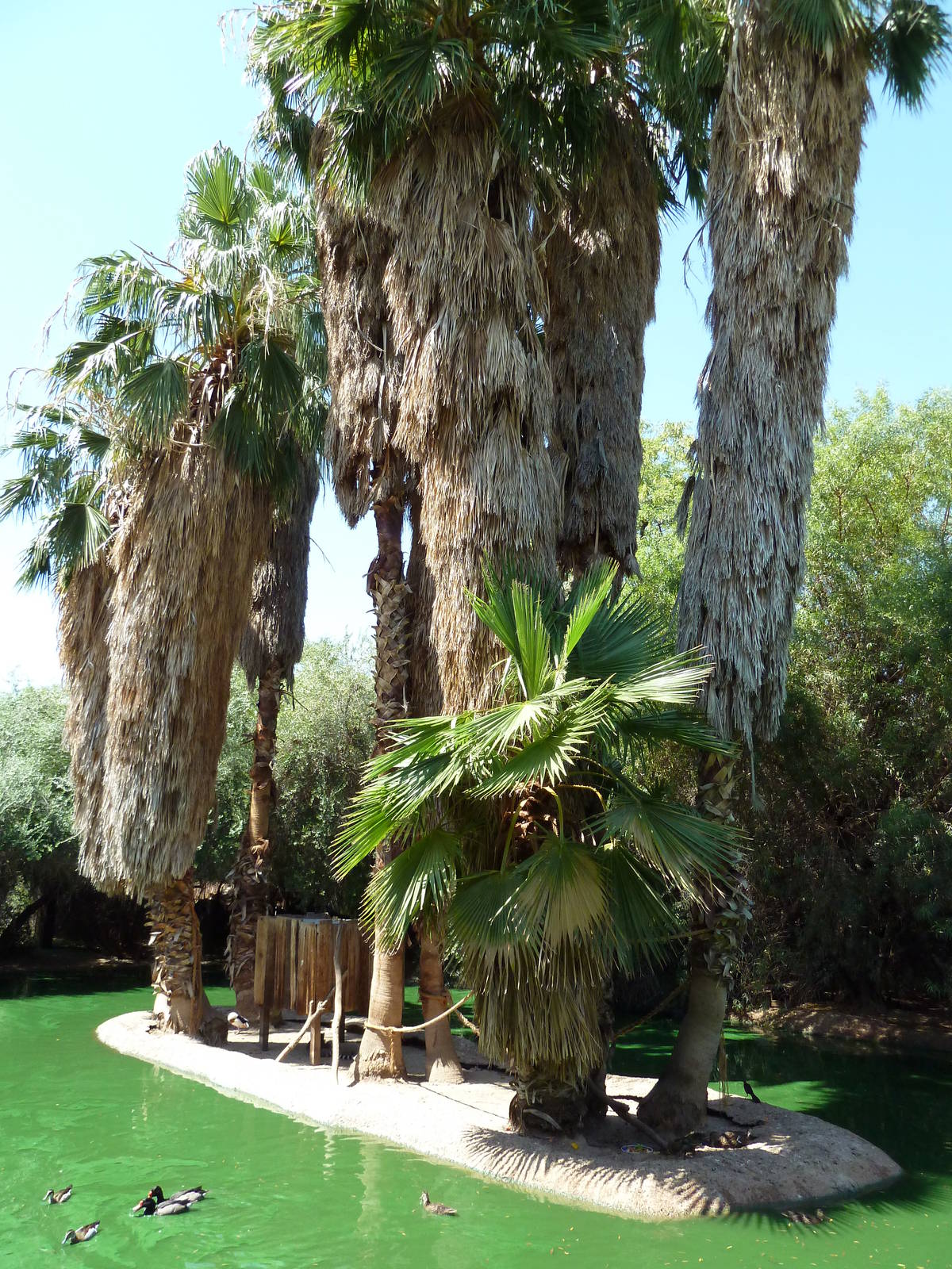 Ring-Tailed Lemur Exhibit