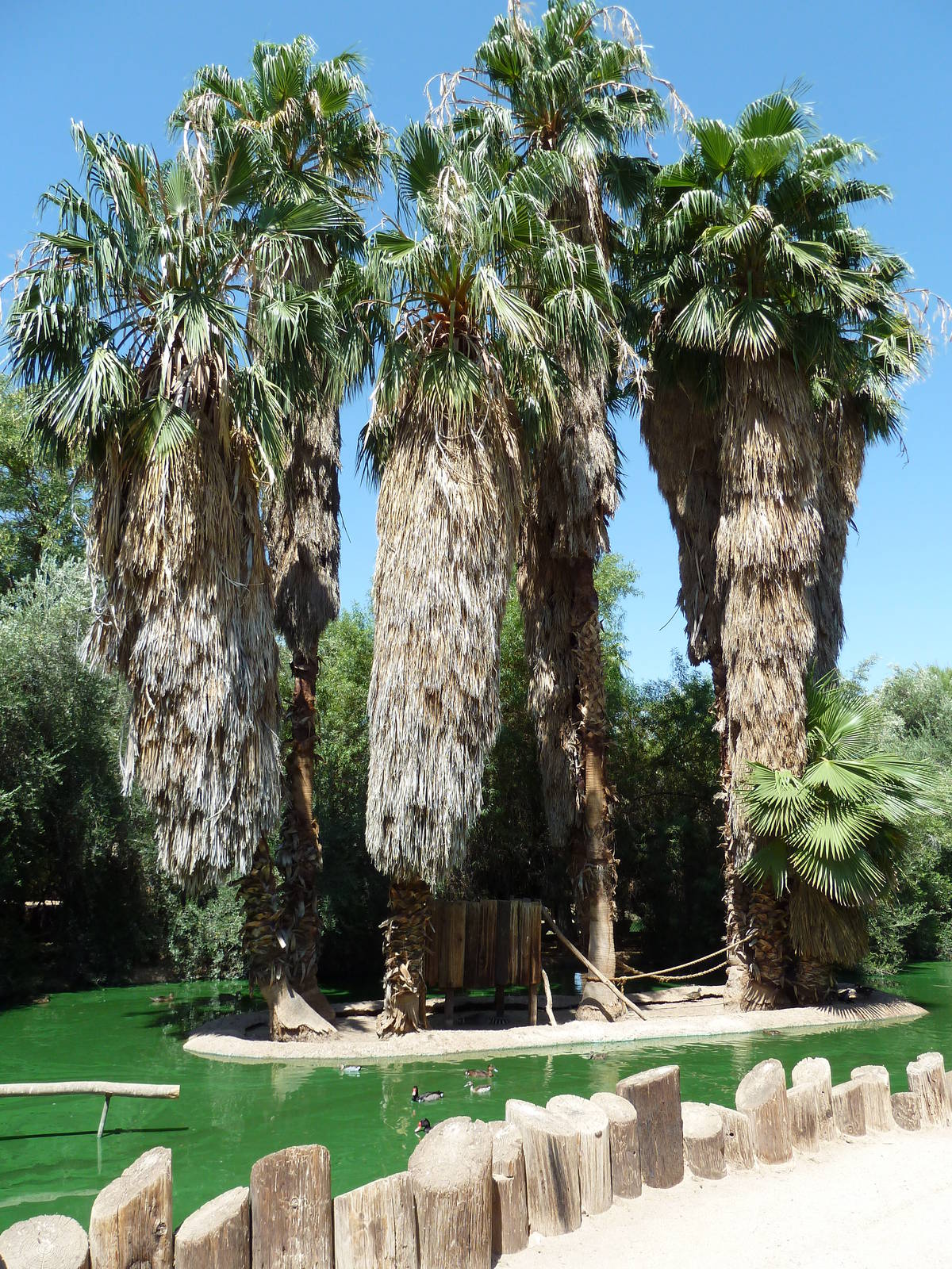 Ring-Tailed Lemur Exhibit