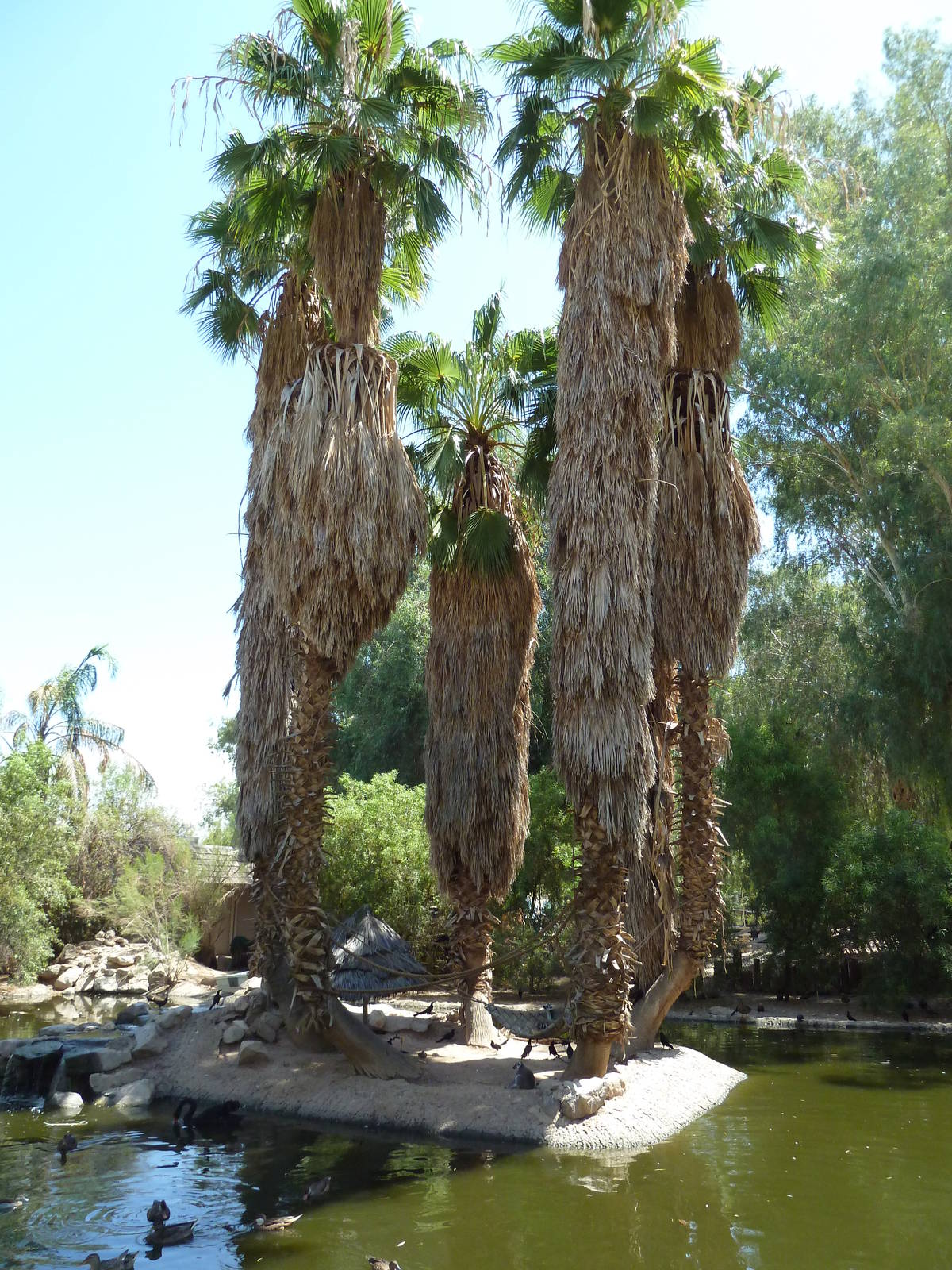 Ring-Tailed Lemur Exhibit