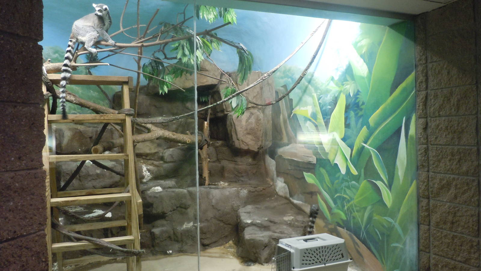 Ring-Tailed Lemur exhibit