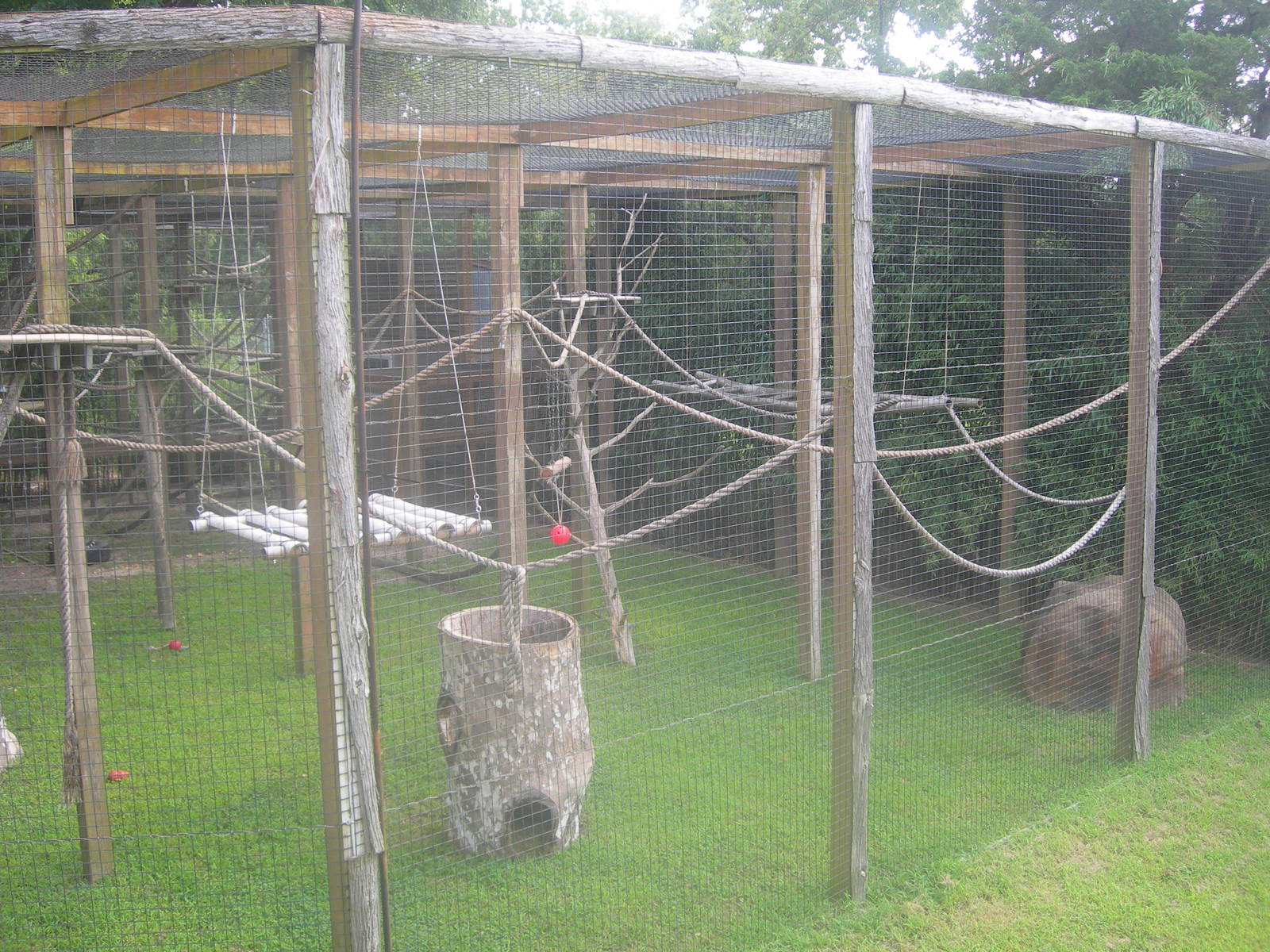 Ring tailed Lemur Exhibit