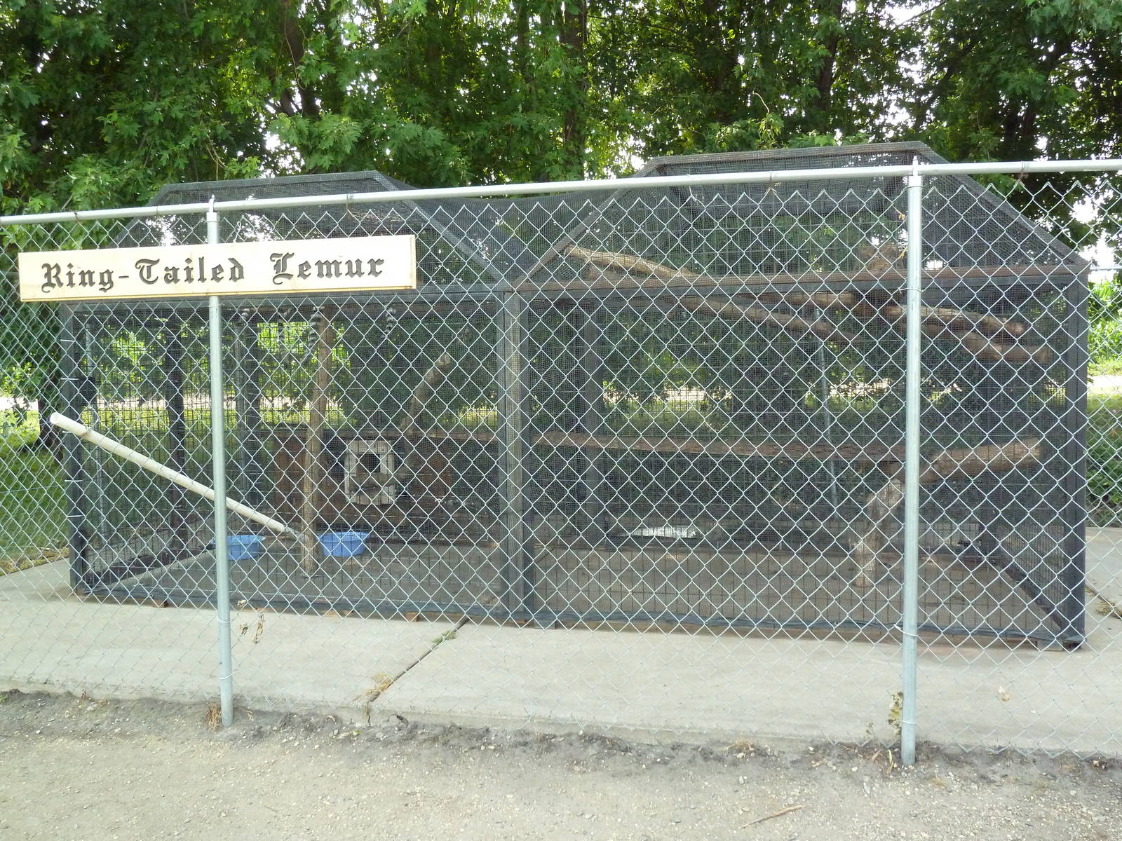 Ring-Tailed Lemur Exhibit