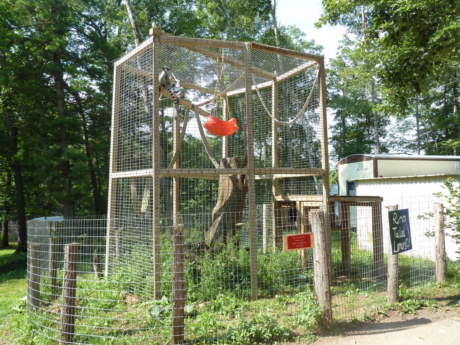 Ring-Tailed Lemur Exhibit