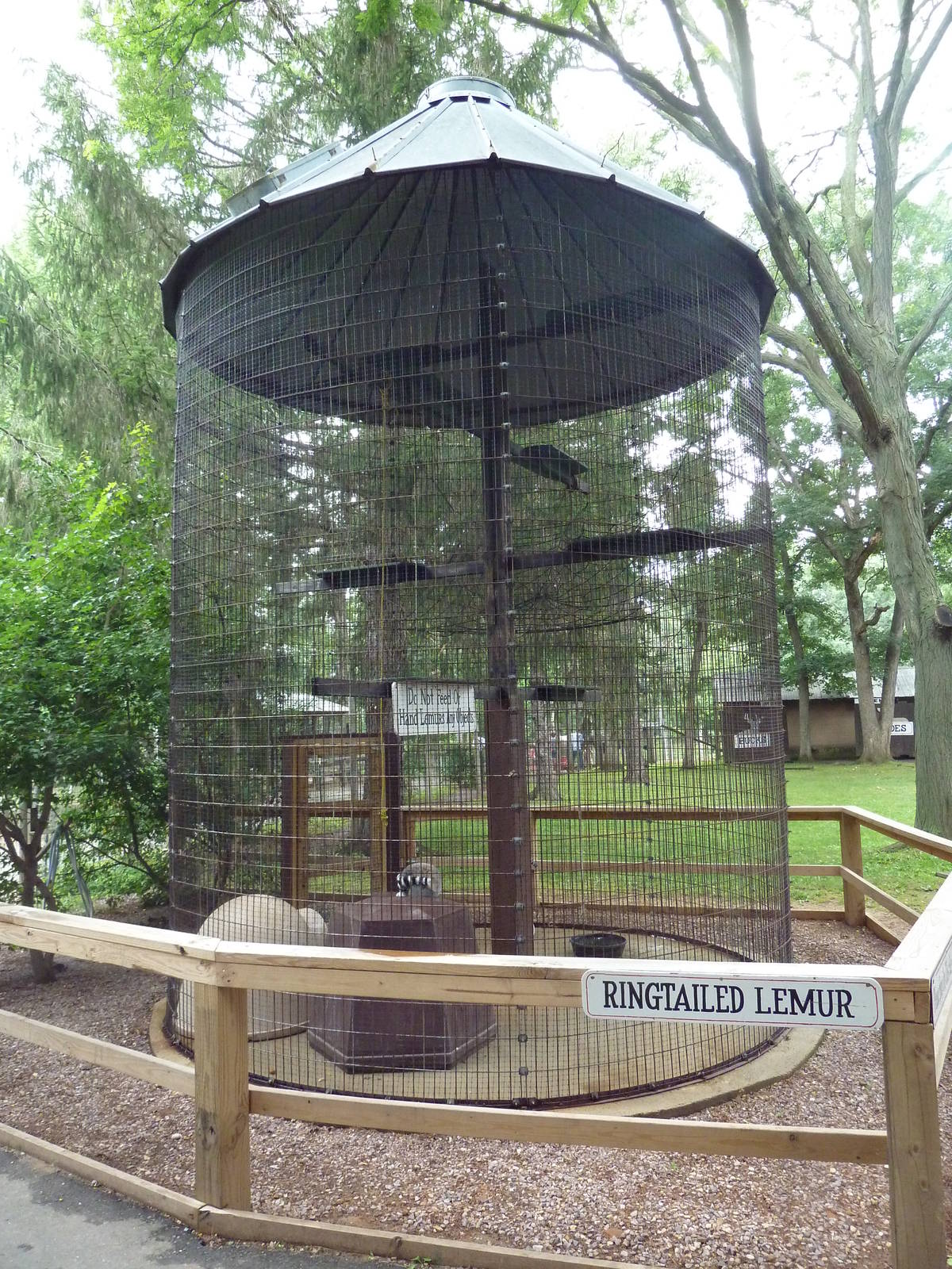 Ring-Tailed Lemur Exhibit