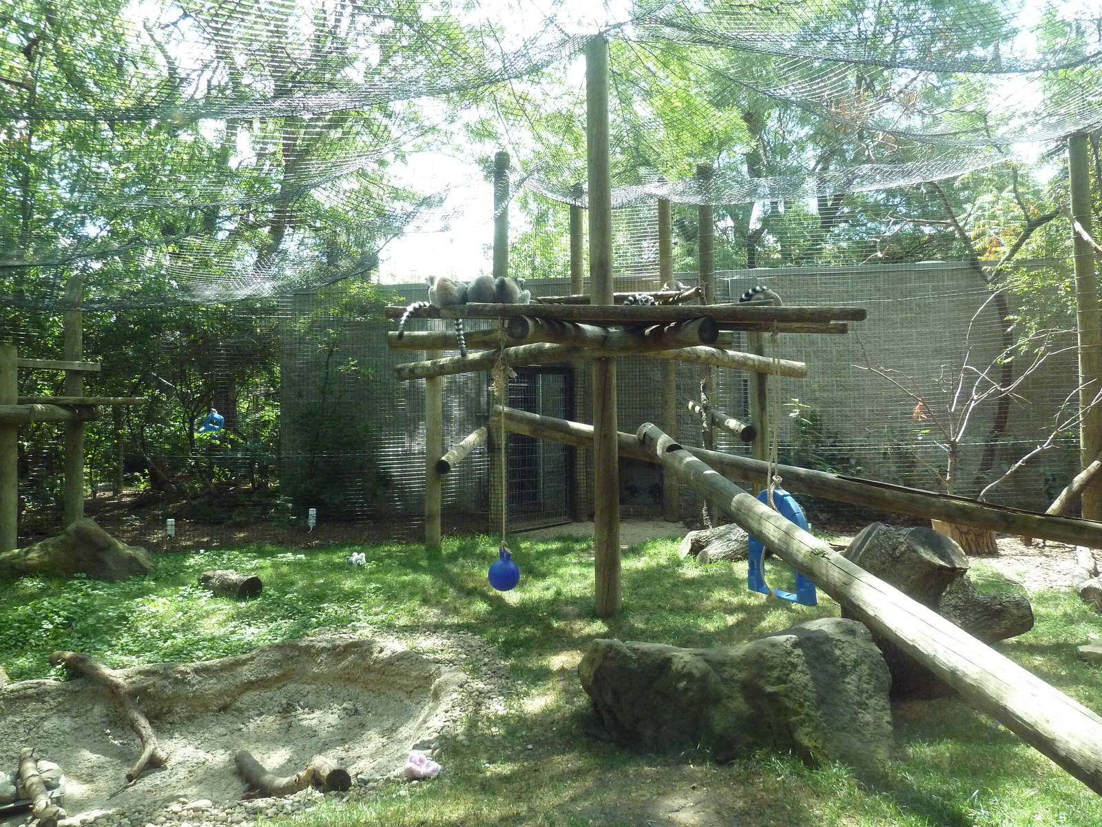 Ring-Tailed Lemur Exhibit