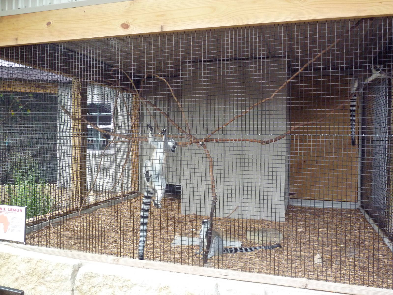 Ring-Tailed Lemur Exhibit