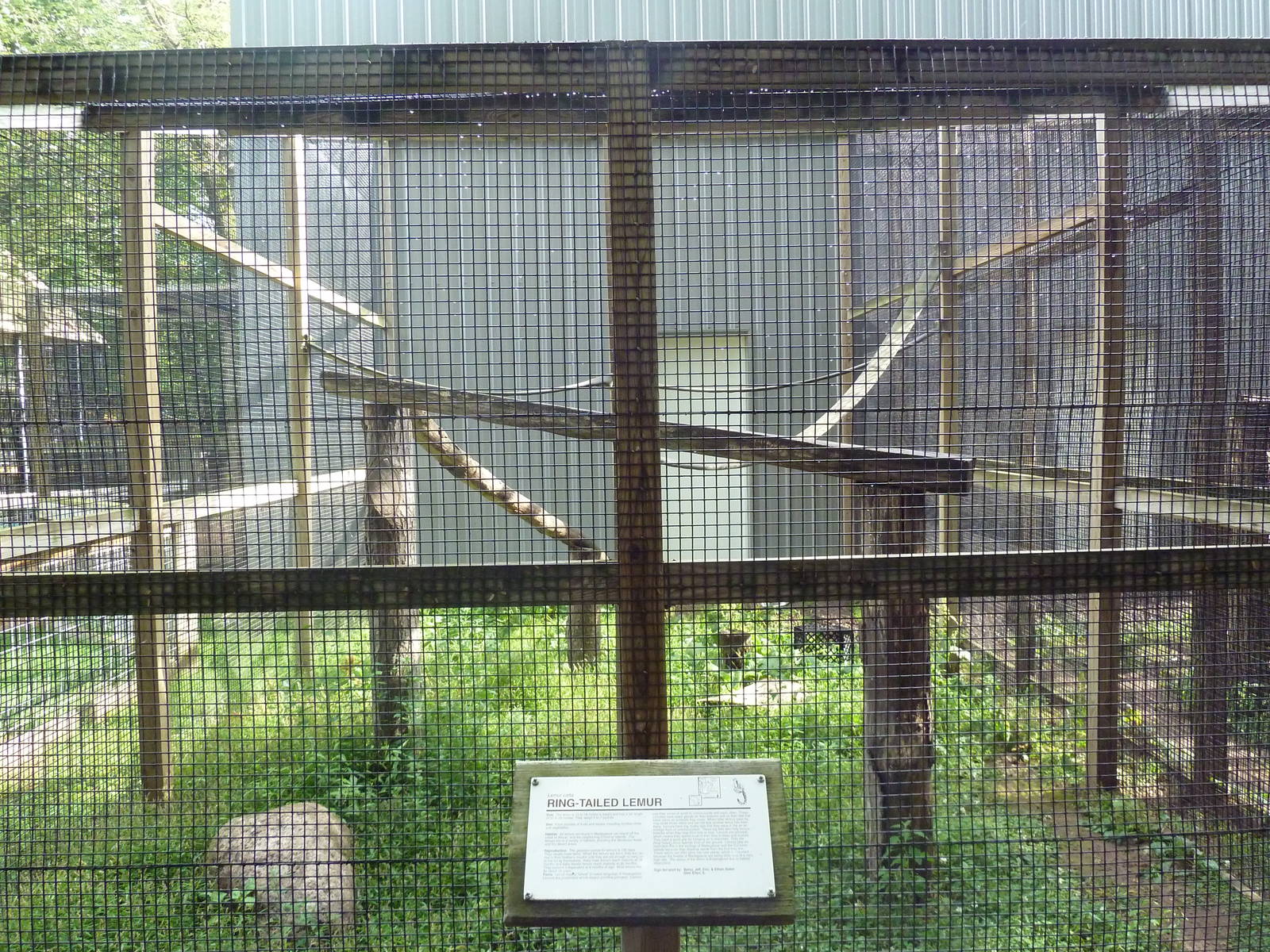 Ring-Tailed Lemur Exhibit