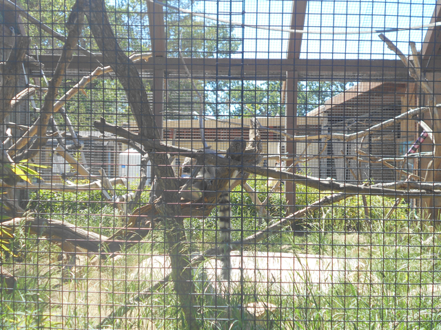 Ring-tailed lemur exhibit