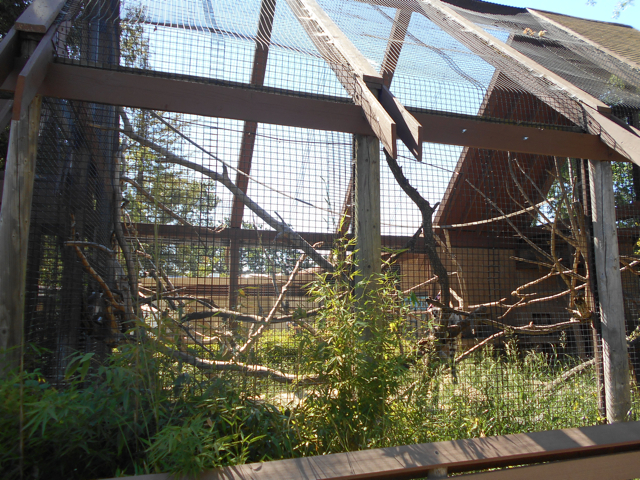 Ring-tailed lemur exhibit