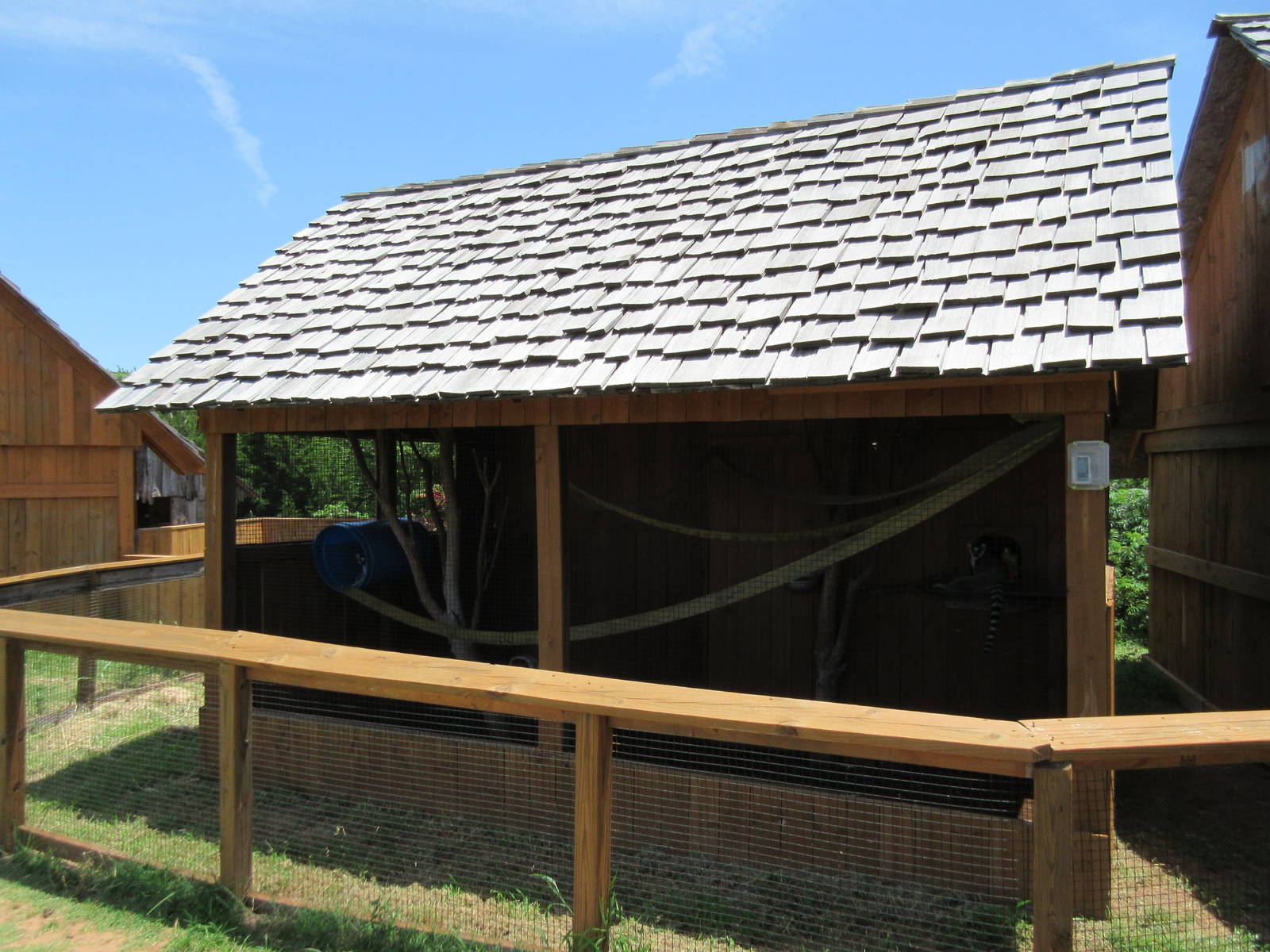 Ring-Tailed Lemur Exhibit