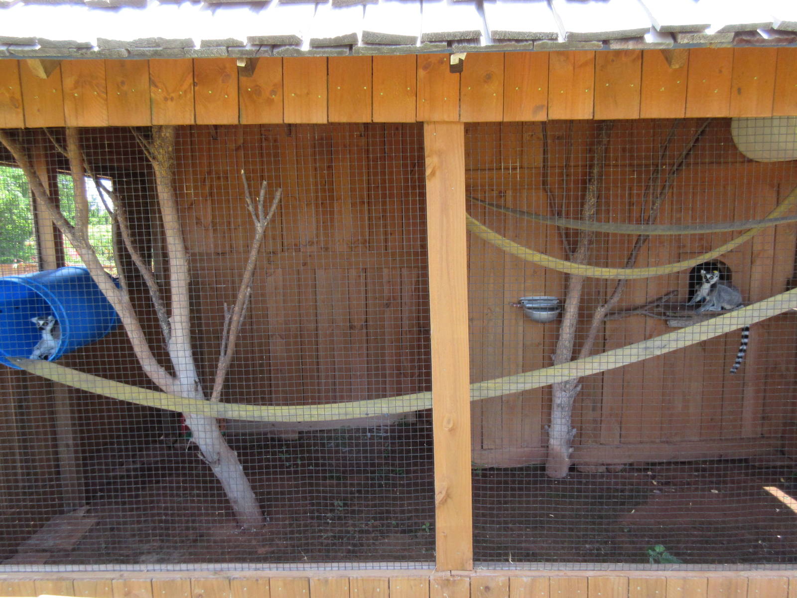 Ring-Tailed Lemur Exhibit