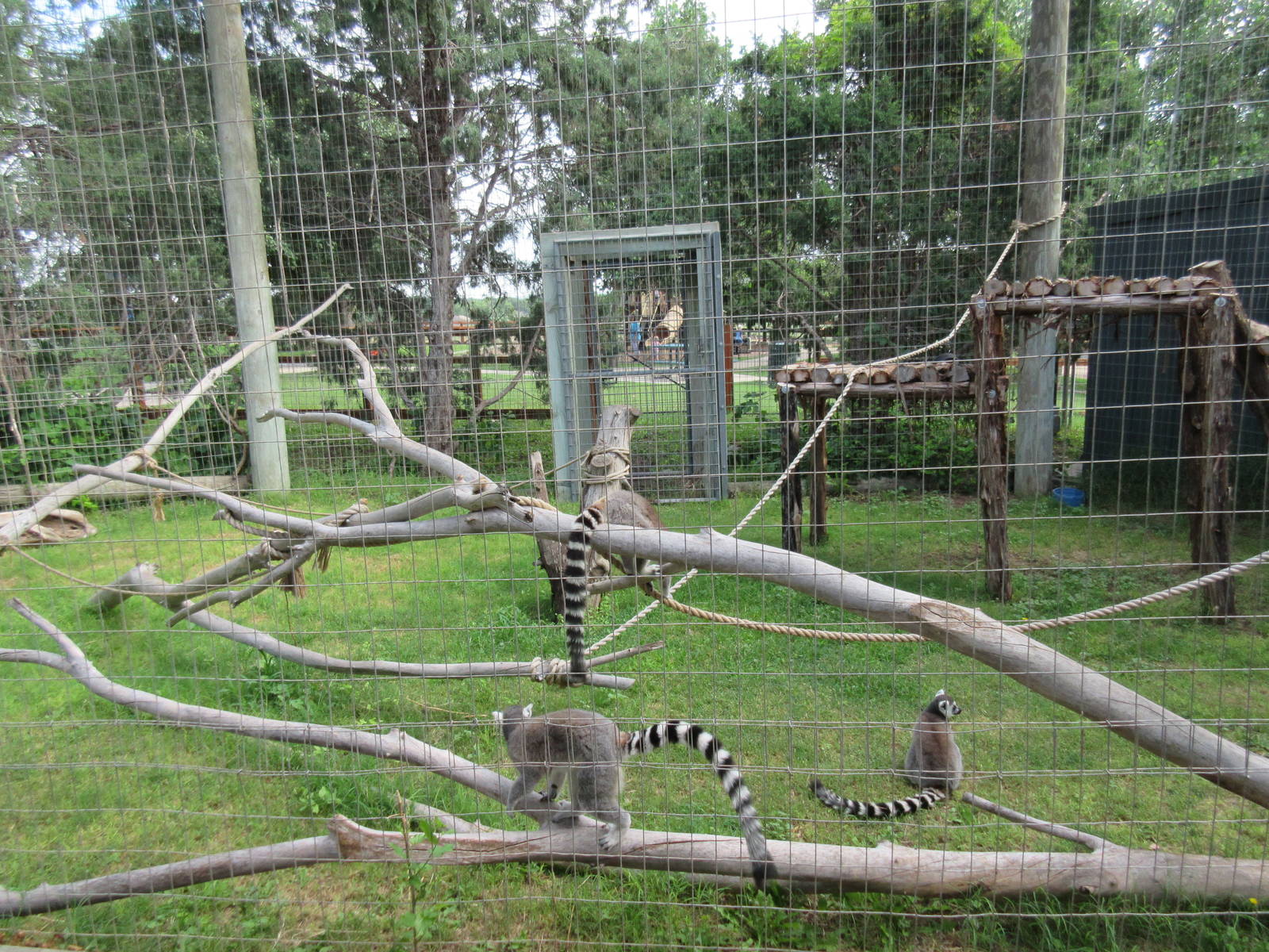 Ring-Tailed Lemur Exhibit