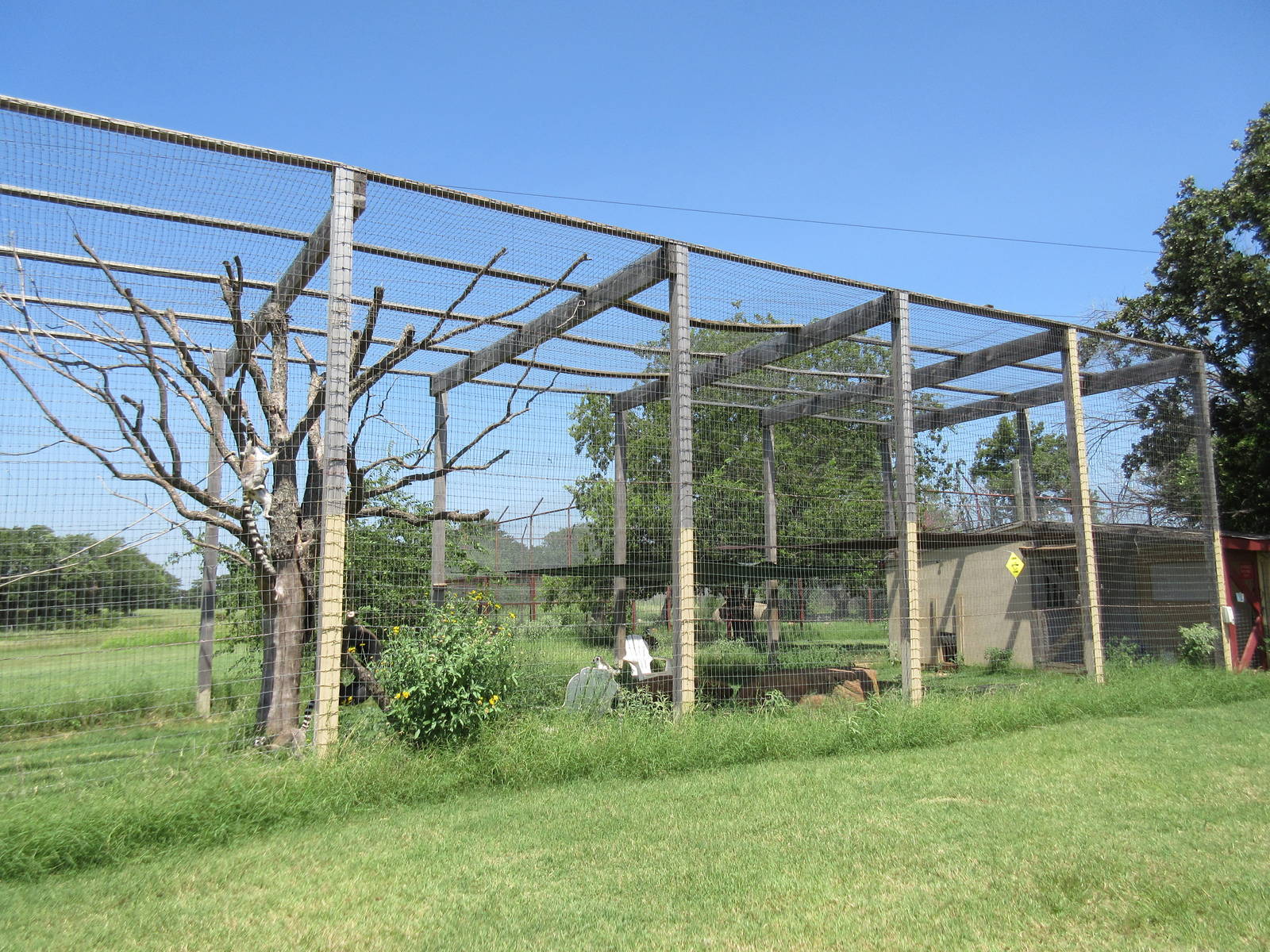 Ring-Tailed Lemur Exhibit