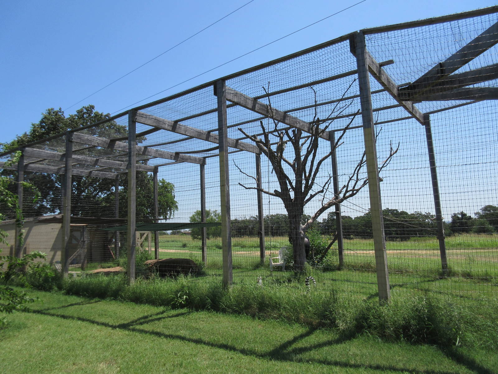Ring-Tailed Lemur Exhibit