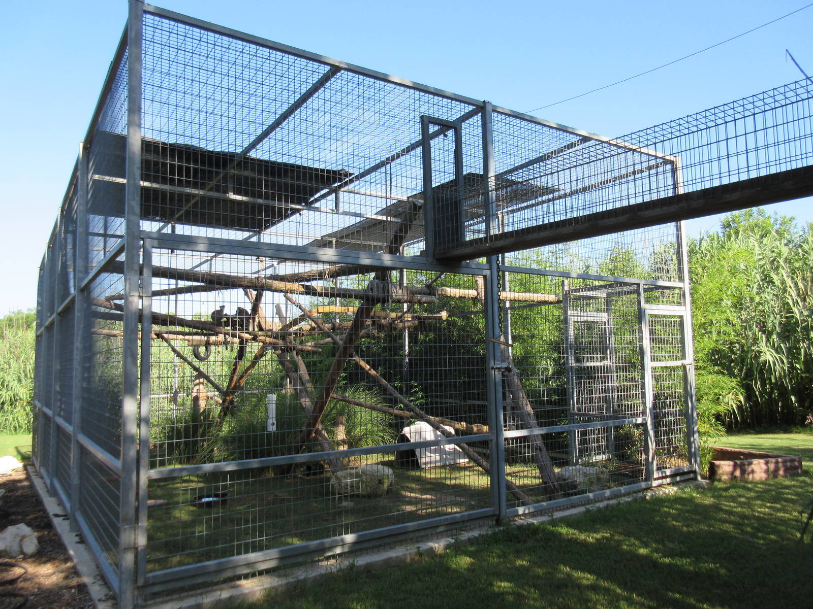 Ring-Tailed Lemur Exhibit