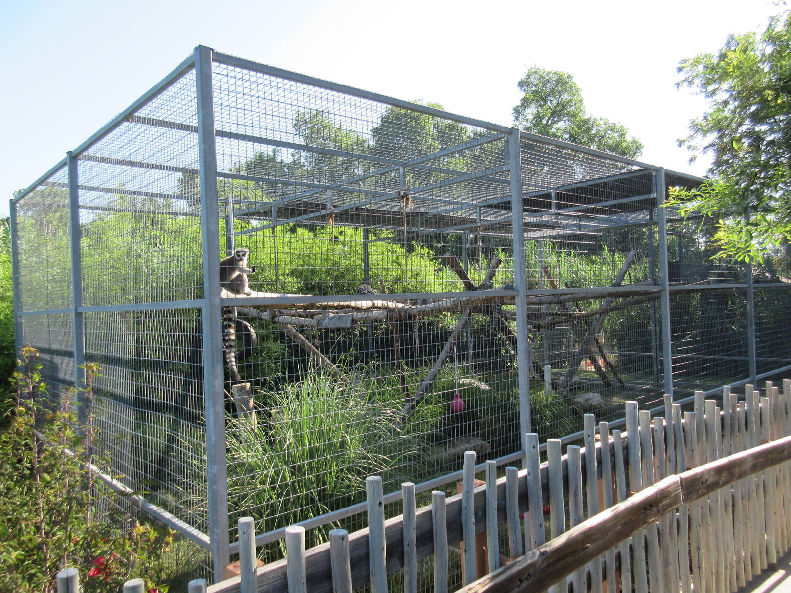 Ring-Tailed Lemur Exhibit